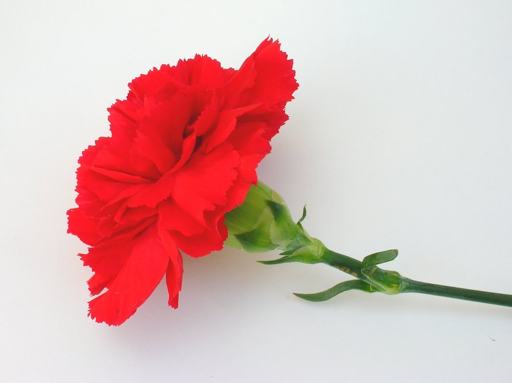 Valentine's Day Carnations